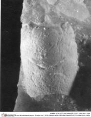 Historisches Foto von Munitheites kuepperi (Fraaije et al., 2019) (NHMW-AFW-GEO-BACHMAYER-FOTO-1990-0041-1959)